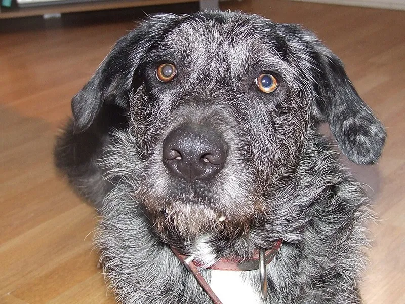 Otterhound fotoğraf 2