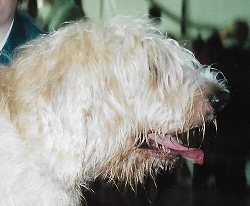 Otterhound fotoğraf 3
