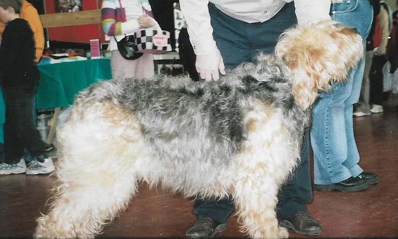 Otterhound fotoğraf 4