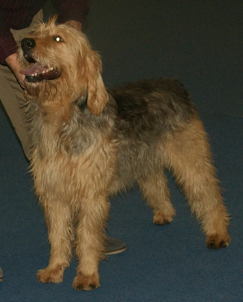 Otterhound fotoğraf 7