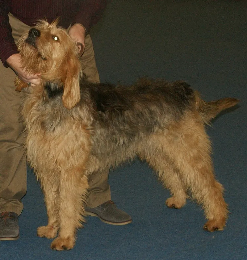 Otterhound fotoğraf 8