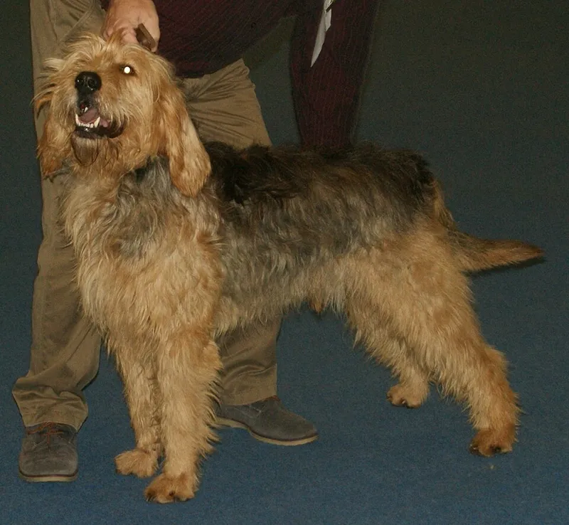 Otterhound fotoğraf 9