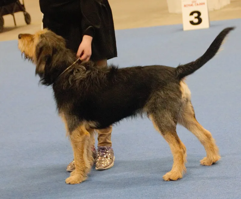 Otterhound fotoğraf 10
