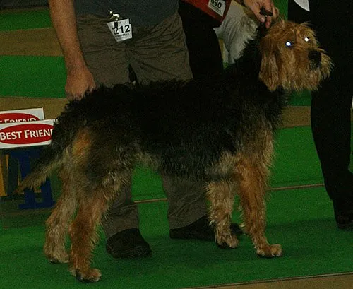 Otterhound fotoğraf 11