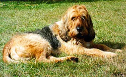 Otterhound fotoğraf 12