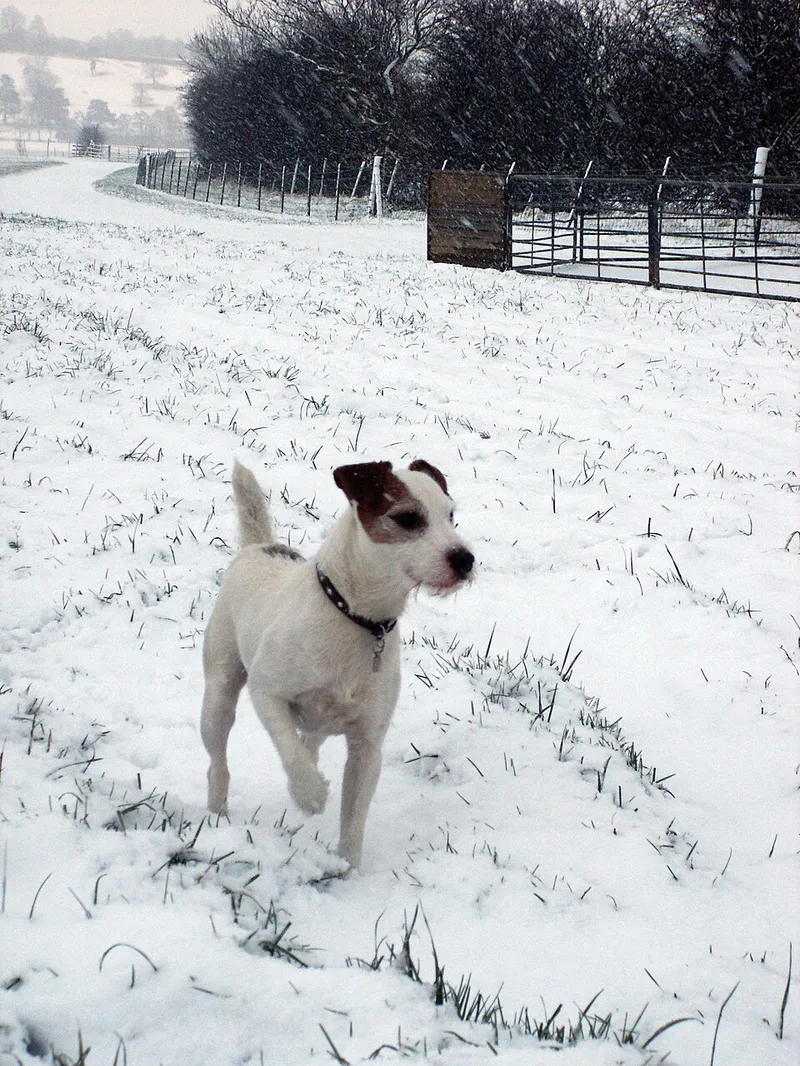 Parson Russell Terrier fotoğraf 1
