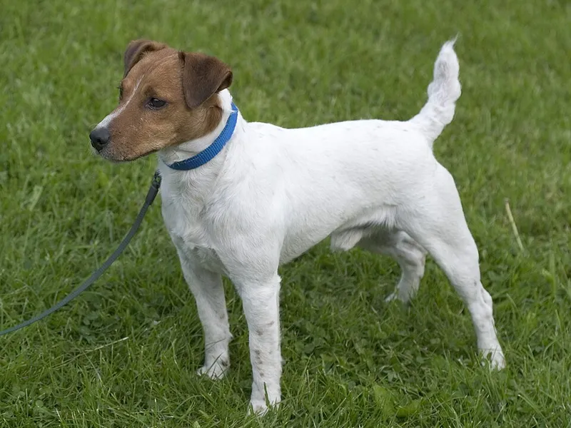 Parson Russell Terrier fotoğraf 2