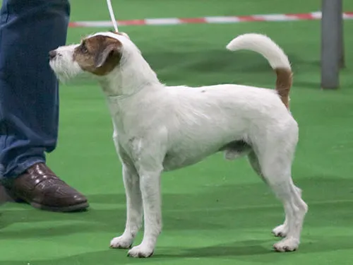 Parson Russell Terrier fotoğraf 3
