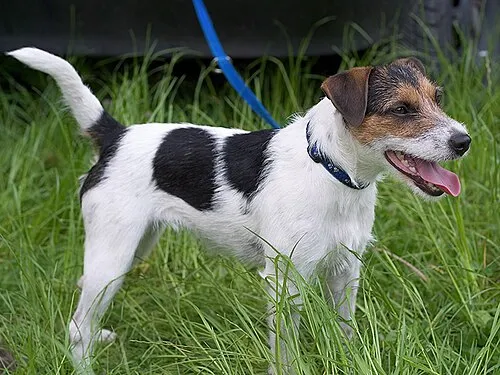 Parson Russell Terrier fotoğraf 4