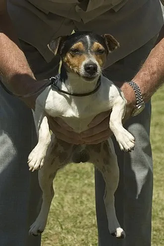 Parson Russell Terrier fotoğraf 5