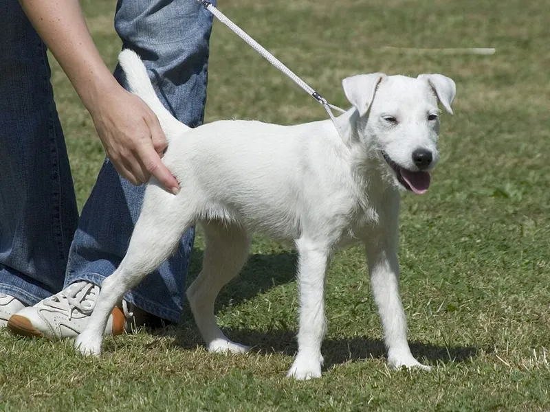 Parson Russell Terrier fotoğraf 6