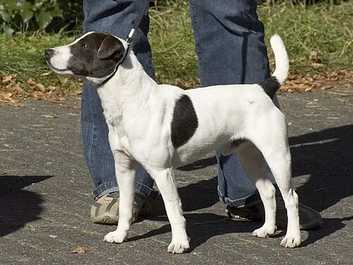Parson Russell Terrier fotoğraf 7