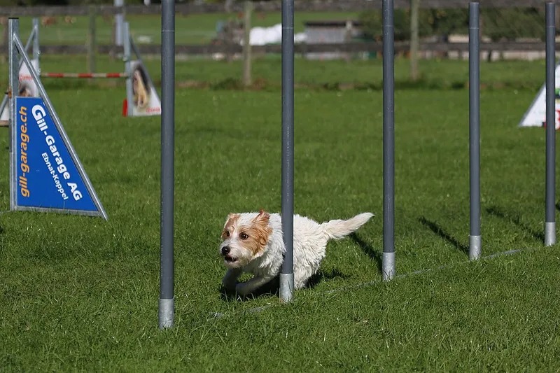 Parson Russell Terrier fotoğraf 10