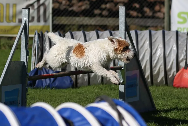 Parson Russell Terrier fotoğraf 12