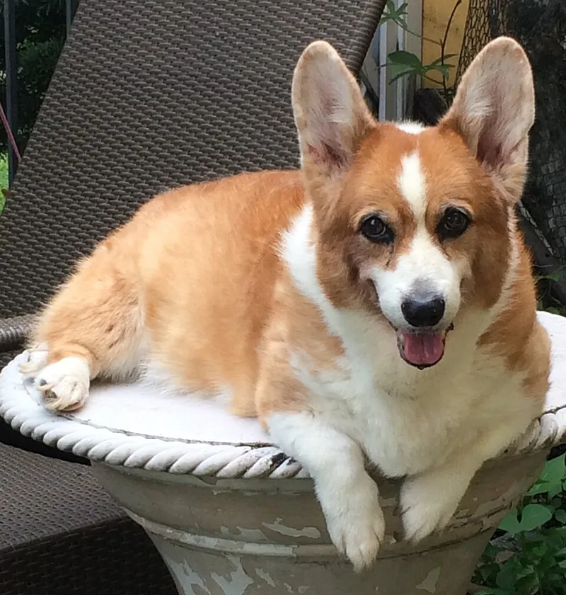 Pembroke Welsh Corgi fotoğraf 1