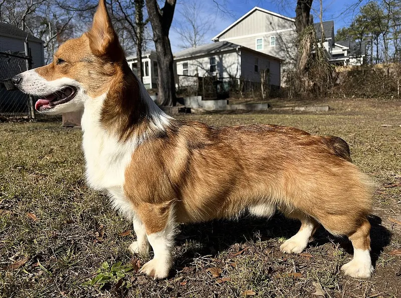 Pembroke Welsh Corgi fotoğraf 2
