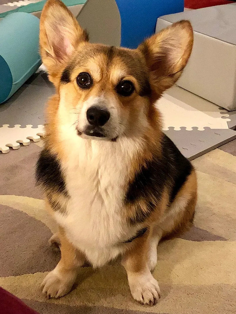 Pembroke Welsh Corgi fotoğraf 3