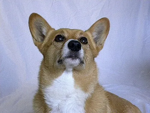 Pembroke Welsh Corgi fotoğraf 4