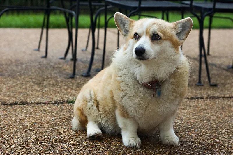 Pembroke Welsh Corgi fotoğraf 5