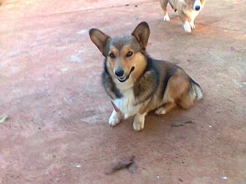Pembroke Welsh Corgi fotoğraf 6