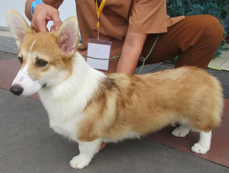 Pembroke Welsh Corgi fotoğraf 7