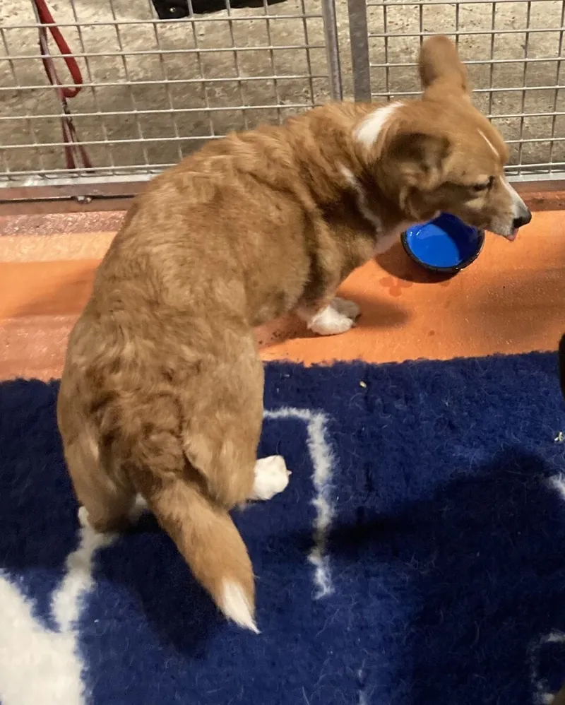 Pembroke Welsh Corgi fotoğraf 8