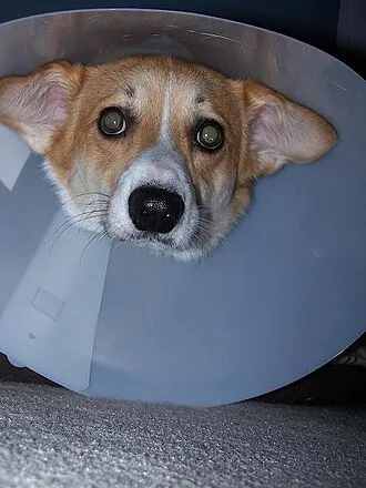 Pembroke Welsh Corgi fotoğraf 9