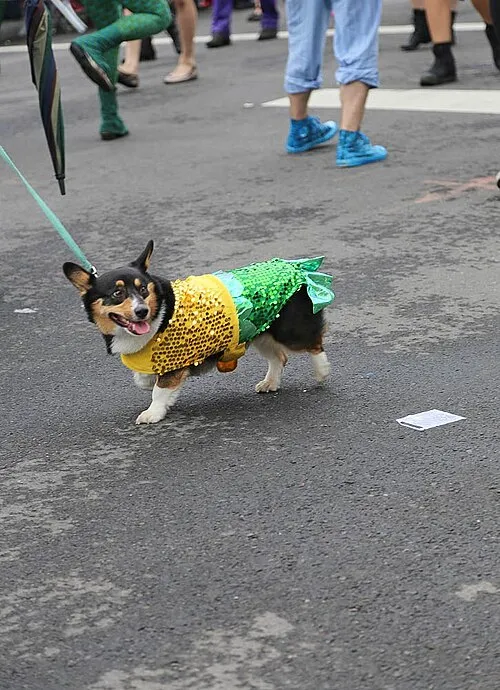 Pembroke Welsh Corgi fotoğraf 10