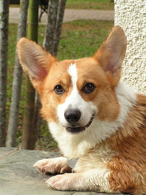 Pembroke Welsh Corgi fotoğraf 11