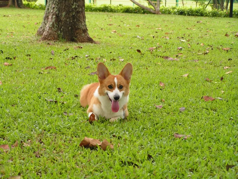 Pembroke Welsh Corgi fotoğraf 12