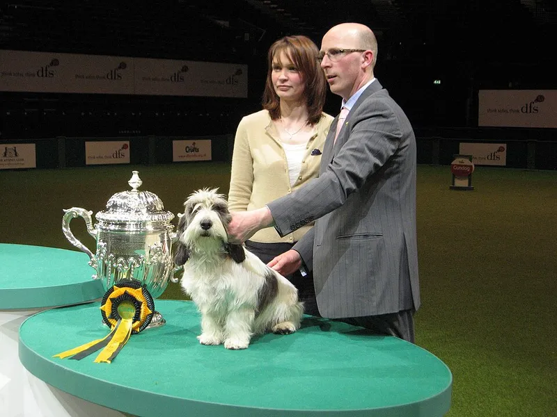 Petit Basset Griffon Vendéen fotoğraf 2