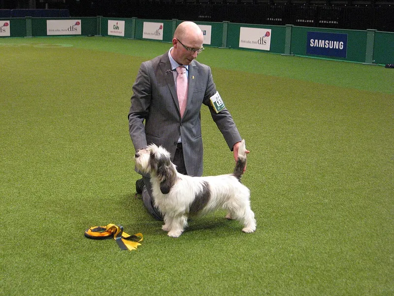 Petit Basset Griffon Vendéen fotoğraf 3