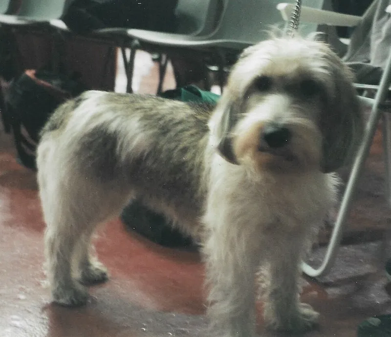 Petit Basset Griffon Vendéen fotoğraf 4