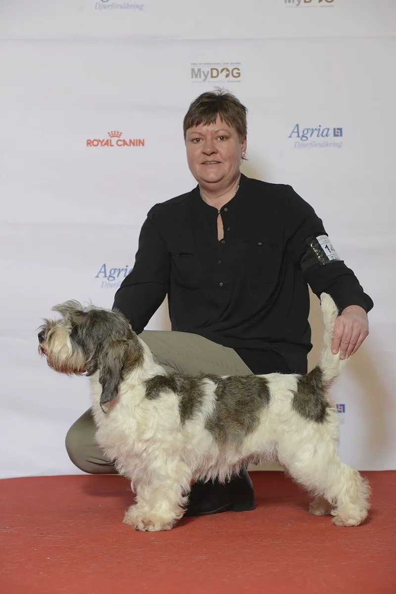 Petit Basset Griffon Vendéen fotoğraf 5