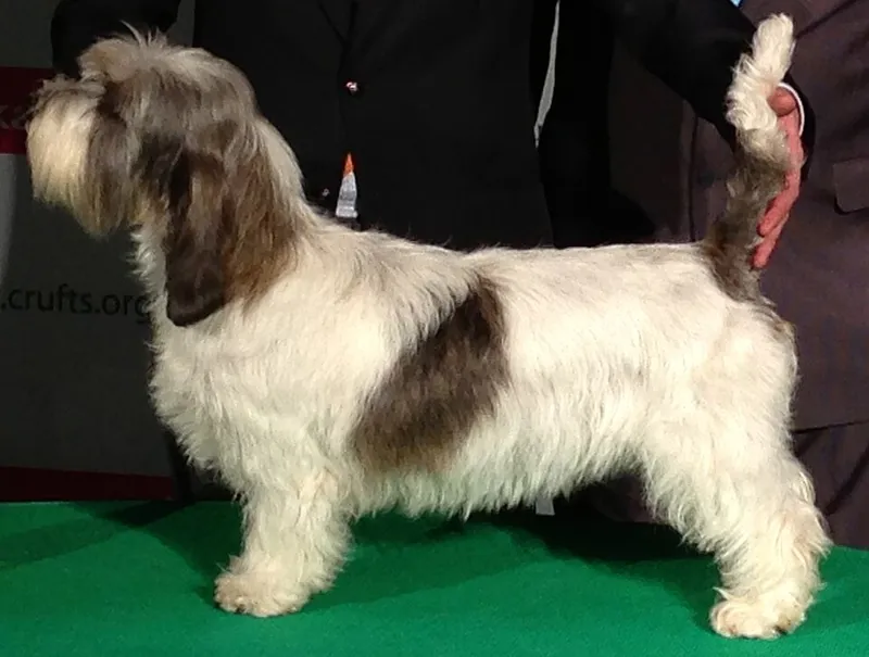 Petit Basset Griffon Vendéen fotoğraf 6