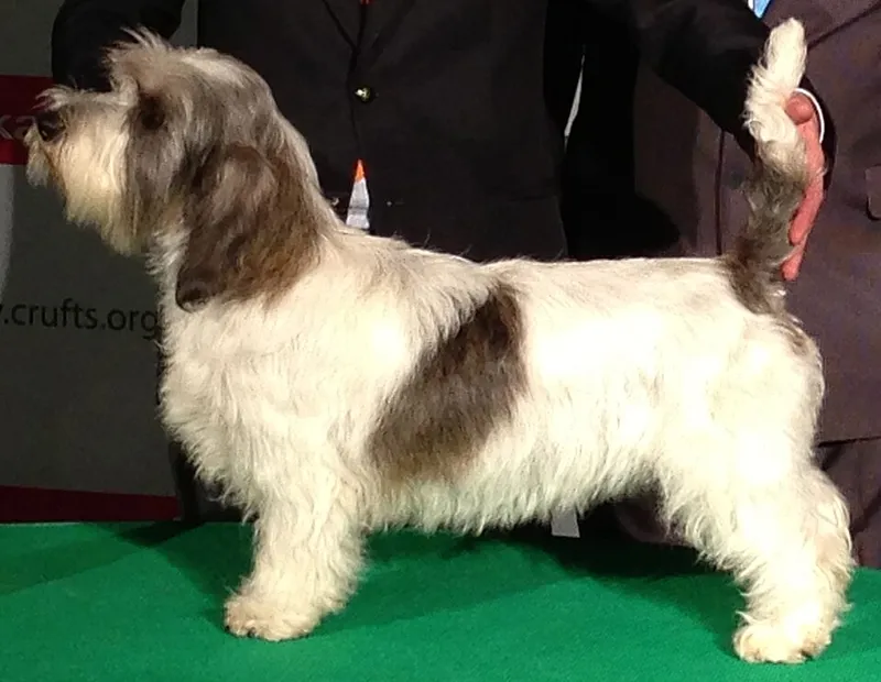 Petit Basset Griffon Vendéen fotoğraf 7
