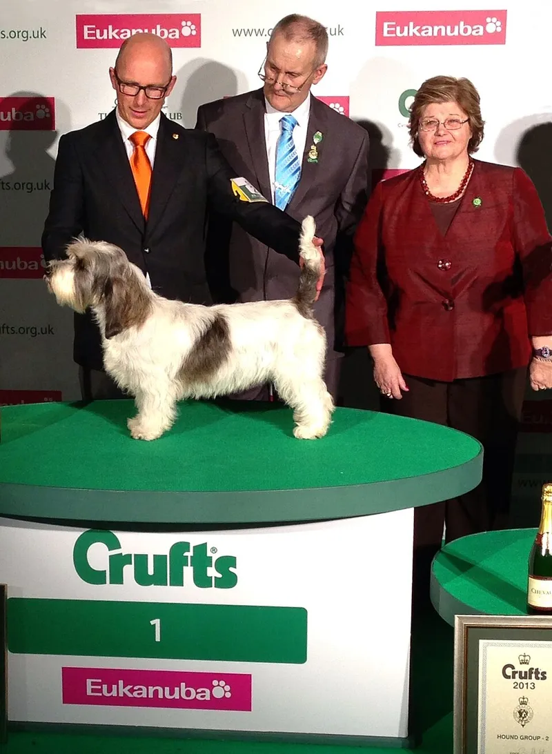 Petit Basset Griffon Vendéen fotoğraf 8