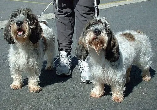 Petit Basset Griffon Vendéen fotoğraf 9