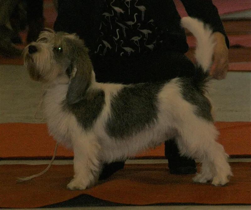 Petit Basset Griffon Vendéen fotoğraf 10