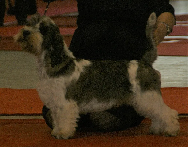 Petit Basset Griffon Vendéen fotoğraf 11