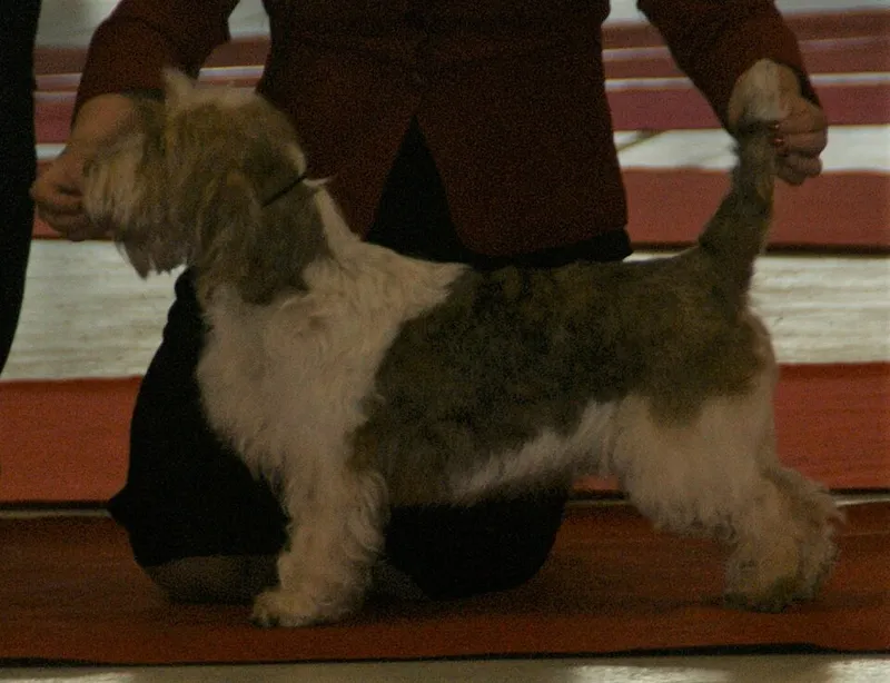 Petit Basset Griffon Vendéen fotoğraf 12