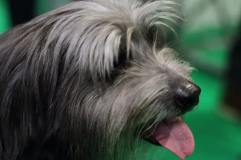 Pirene Çoban Köpeği fotoğraf 1