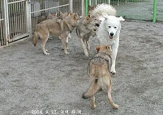 Pirene Çoban Köpeği fotoğraf 2