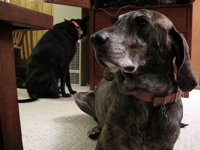 Plott Hound fotoğraf 1