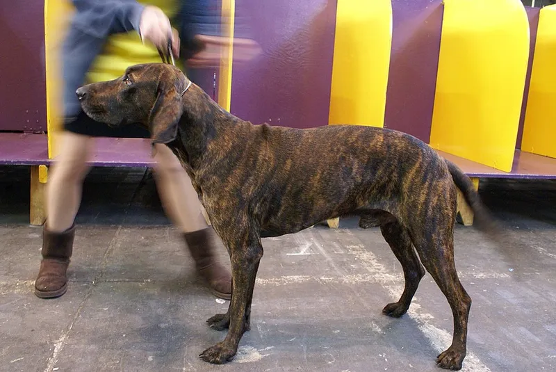 Plott Hound fotoğraf 2