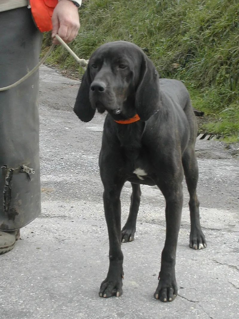 Plott Hound fotoğraf 3