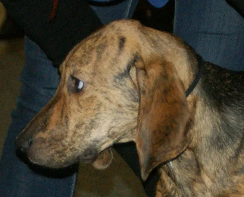 Plott Hound fotoğraf 4