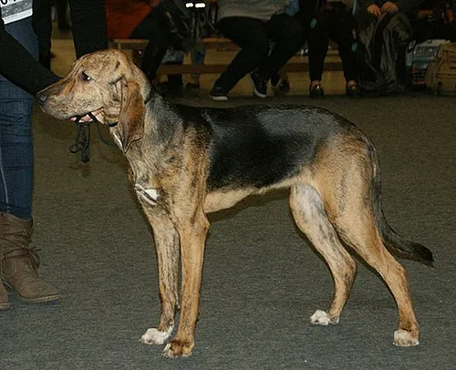 Plott Hound fotoğraf 5