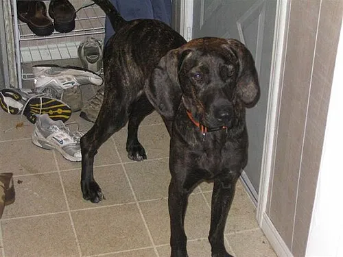 Plott Hound fotoğraf 6