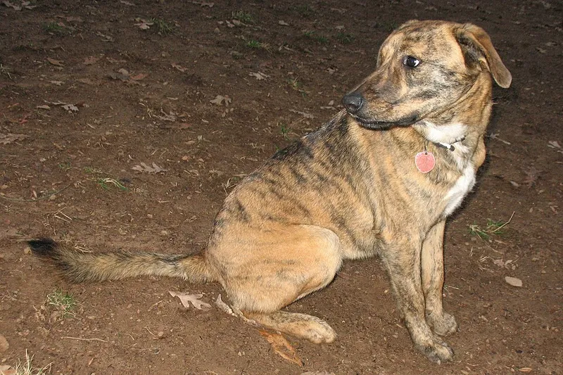 Plott Hound fotoğraf 7